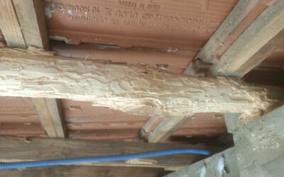 Protégez votre maison à Saint-Nazaire : Tout sur le traitement de termite